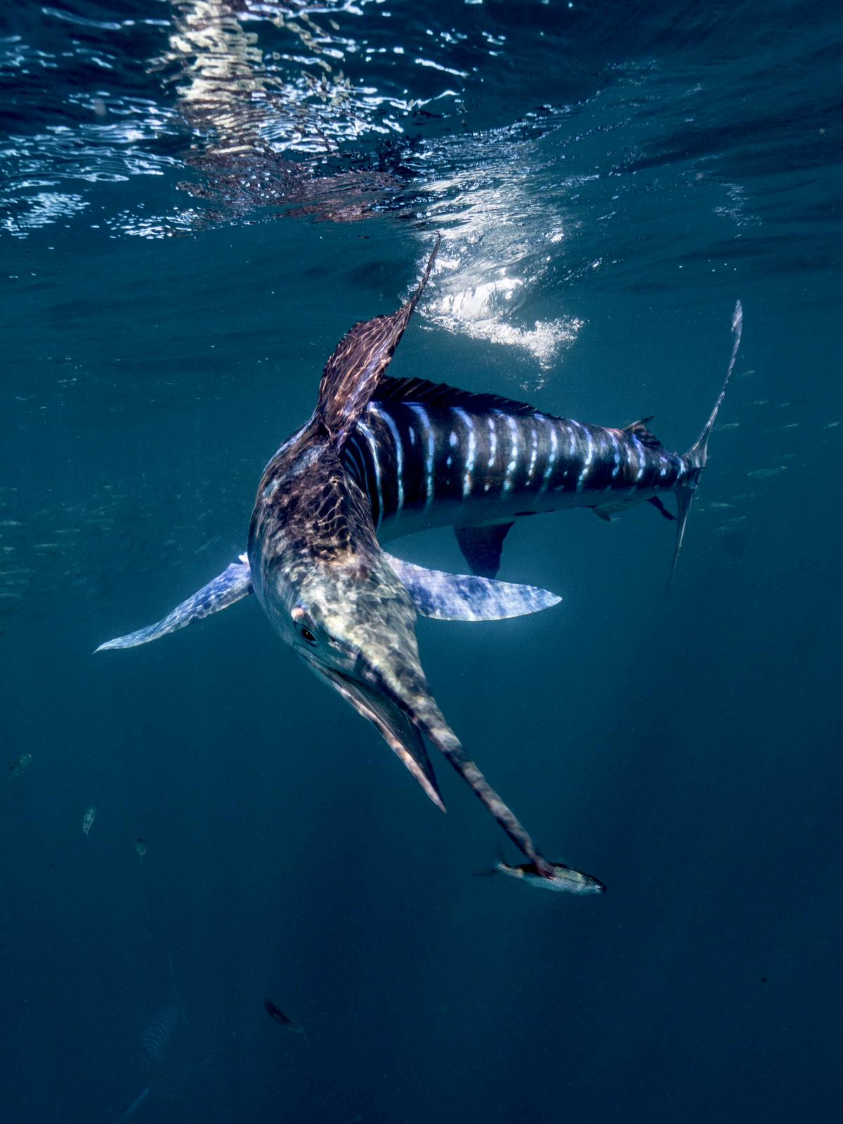 Image 7 of Blue Hunt in Magdalena Bay -  Caza Azul en Bahía Magdalena 